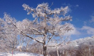 描写大雪的句子唯美 描写大雪的唯美精选句子