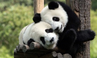 为什么大熊猫是国宝 大熊猫是国宝的原因