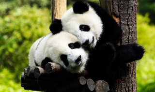 大熊猫一级保护动物吗 熊猫是几级保护动物