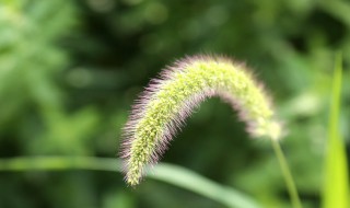 狗尾巴草的花语 有4个唯美的花语