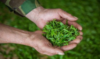 四大名茶之一的龙井茶产地是 龙井茶产自哪里