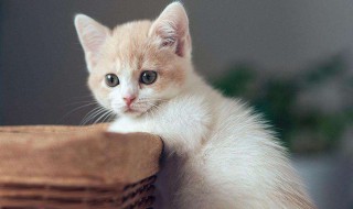 怎么能防止猫在床上尿 防止猫在床上尿的方法