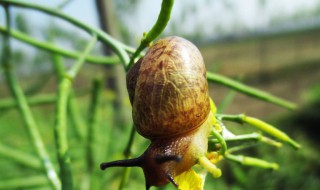 蜗牛吃什么枯叶 蜗牛是什么类型