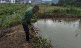 鱼塘除草的方法 鱼塘怎样除杂草