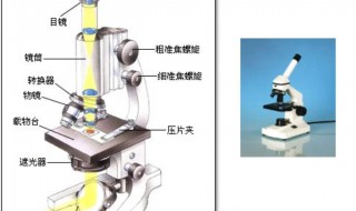 显微镜的正确使用方法 如何正确使用显微镜