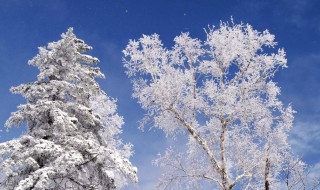 描述冬天的雪句子 描写冬天雪的优美句子有哪些