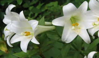 百合花怎么种植 百合花浇水方法