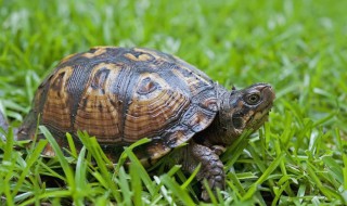 乌龟可以用木屑冬眠 乌龟为什么要冬眠
