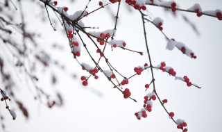 小雪是什么节气 小雪的简介