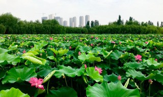 描写夏天的好句子摘抄 夏天的优美句子有哪些