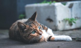 牛磺酸对猫咪的好处 牛磺酸对猫咪有什么好处