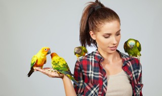 鸟食饲料怎么做 鸟食饲料怎么做介绍