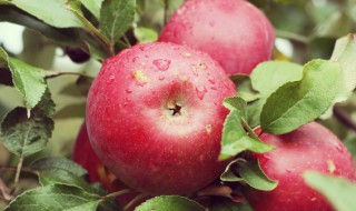 每天吃一个苹果的功效和禁忌 每天吃一个苹果有哪些功效和注意事项