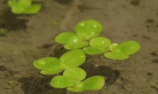 浮萍种植方法是什么 浮萍怎么种植