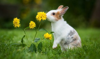 养兔子有臭味怎么解决 养兔子有臭味解决窍门