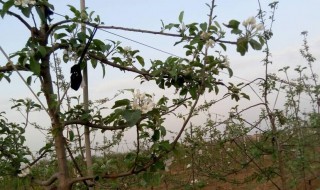 果树花芽早春防冻方法 果树花芽早春防冻方法介绍