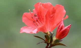 杜鹃开花期间怎样浇水施肥 杜鹃开花的时候浇水和施肥的技巧