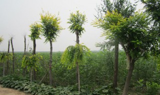 黄果树苗的种植方法 黄果树的种植方法