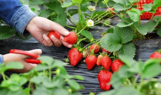 管理草莓的方法 正确管理草莓的流程