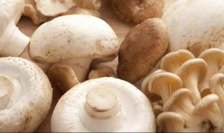 草菇的功效与作用及禁忌 草菇有什么功效