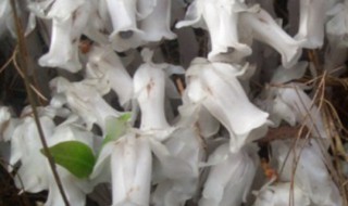 水晶兰养殖方法 水晶兰怎么种