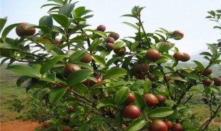 油茶种植的几种方法 油茶树的种植方法