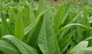 紫红油麦菜种植方法 紫红油麦菜怎么种植