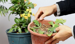 花木生根嫁接方法 花木生根嫁接方法有哪些