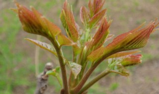 庭院香椿种植方法 庭院香椿栽培注意事項 庭院香椿栽培注意事項