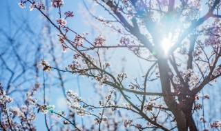 武汉市花为何为梅花? 武汉市花为何为梅花