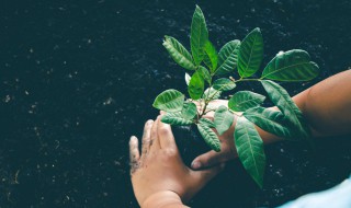 中国植树节节徽的意义是什么 中国植树节节徽的意义介绍