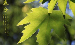 春分节气的特点简介 春分节气有何特点