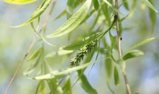 柳花是什么季节的 柳花开放的季节