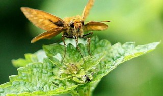 菊花生腻虫了怎么办 菊花生腻虫了如何解决