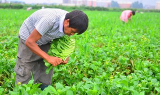 广东菜心养殖方法 广东菜心如何养殖