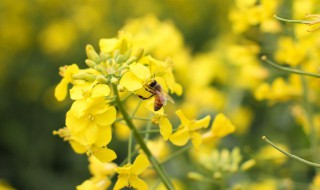 小油菜籽种植方法 怎么种油菜籽