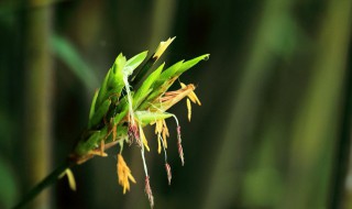 小竹子开花意味着什么 竹子开花会死吗