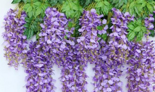紫藤吊兰的养殖方法和注意事项 紫藤吊兰养护步骤和禁忌