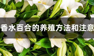 香水百合的养殖方法和注意事项 香水百合的种植方法分享