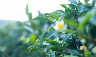 茶树花的功效与作用 关于茶树花的好处介绍