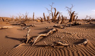 土地沙漠化有何危害 地理小常识