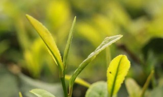 谷雨茶和明前茶区别 谷雨茶和明前茶有何区别