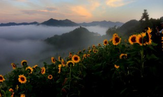 葵花籽怎么种植方法 葵花籽播种方法