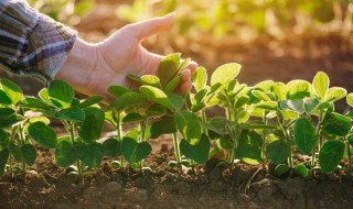 四季速生快菜种植方法 四季速生快菜怎么种植