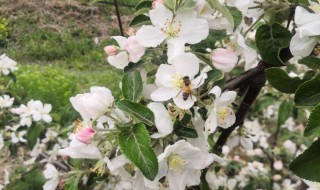 烟台苹果开花时间 山东烟台富士苹果什么时候开花