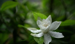 栀子花修剪时间和方法 栀子花生长期能修剪吗