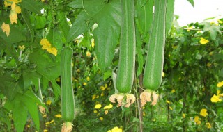 丝瓜种植时间及技术要点 丝瓜种植时间和技术要点