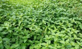 荆芥种植的时间和方法 荆芥的种植方法和时间详细说明