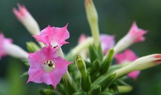 烟草花是什么 烟草花介绍