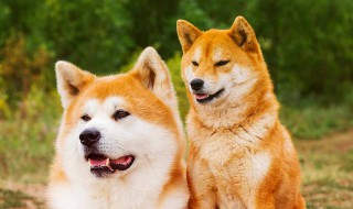 秋田犬和柴犬的区别是什么 秋田犬和柴犬的区别介绍